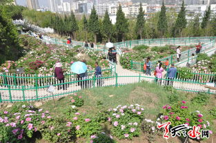 天水 南山牡丹生態園花事初現