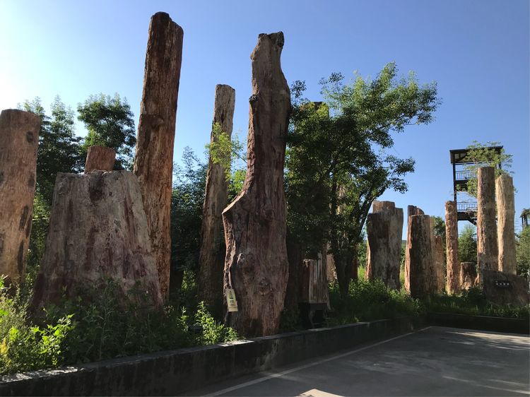 探秘烏魯木齊野馬古生態園 自然與歷史交融的生態奇境